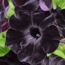 Indlæs billede til gallerivisning Petunia Deep Midnight 100 Pcs Flowers Seeds