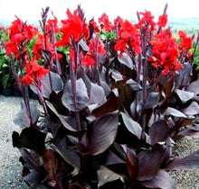 Load image into Gallery viewer, Canna Lily 15 Pcs Flowers Seeds