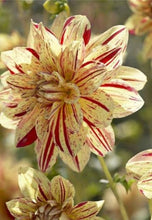 Indlæs billede til gallerivisning Hybrid Dahlia 60 Pcs Flowers Seeds