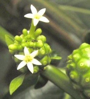 Morinda citrifolia ( 10 Pcs Seeds)