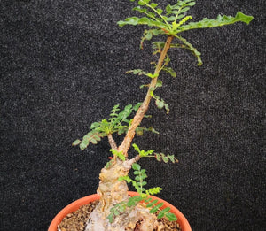 Boswellia sacra LIVE PLANT #8005491