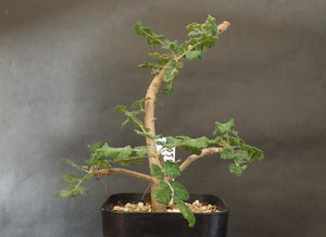 Boswellia sacra LIVE PLANT #8005492